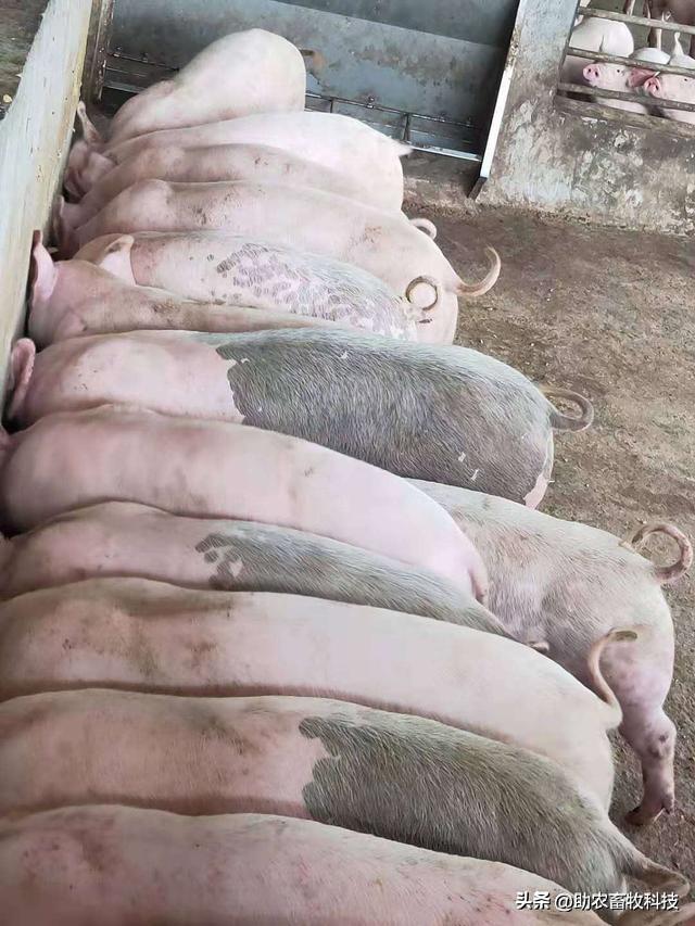 南宁这个猪场采用发酵中草药防控非瘟成功复养，自繁自养持续稳定