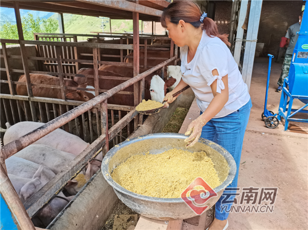 总投资26.4亿元 大理云龙县携手正邦打造60万头生猪养殖循环农业生态园