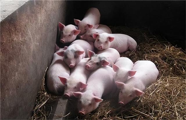 如何让仔猪快速成长?小猪怎样喂长得快?养猪必看实用方法