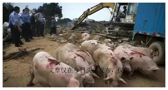 福建60人执法队强拆40万的养猪场,3人遭村民枪击,事后说拆错了？