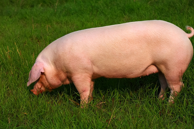 美国猪肉1斤才卖4块钱，看看他们的养殖过程，你就知道原因了
