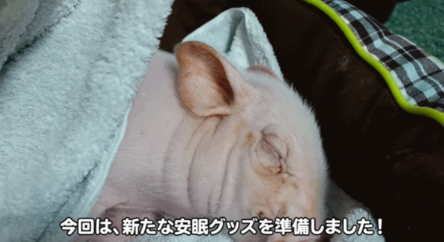 网友崩溃！日本博主视频记录养猪100天，然后做成烤乳猪吃了