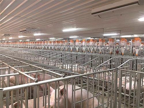 丰县第一季度生猪生产实现开门红