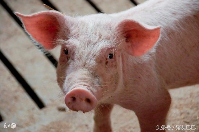 农村猪场建设水泥地面使用多，明知对猪危害大，猪农为何仍选择？