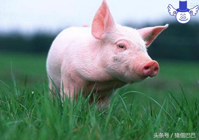 发达国家的养猪场为什么不用水冲排污法了？主要因为这四个原因！