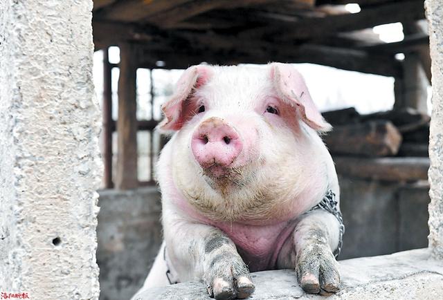 自制养猪速长剂，提高饲料利用率，降低养猪成本