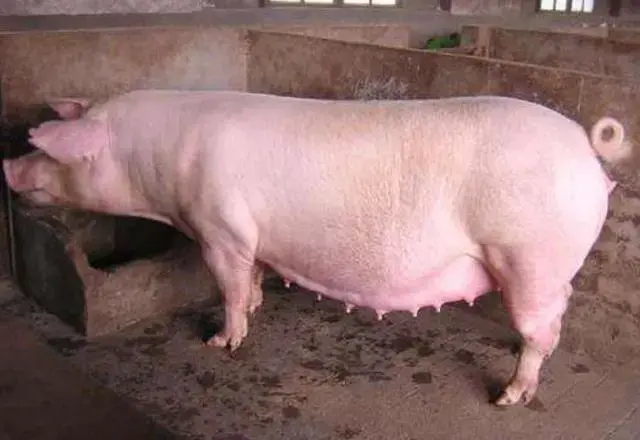 土母猪、土杂母猪、二元母猪、哪种母猪更适合散养户饲养呢？