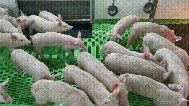 玉环新闻网丨首批生猪进场 青莲万头规模养猪场建成投用