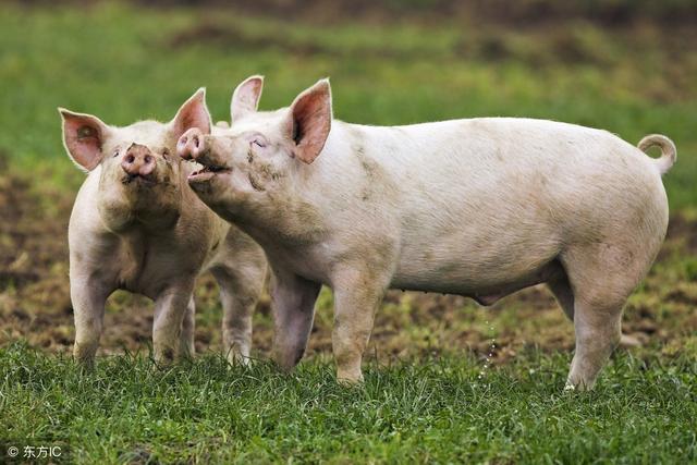 2018年生猪养殖贷款新政策揭晓！一文读懂生猪贷款政策及申请技巧