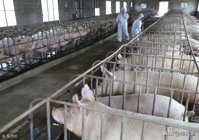 非洲猪瘟防控加强，农村家庭散养土猪如何理解泔水喂猪禁令？