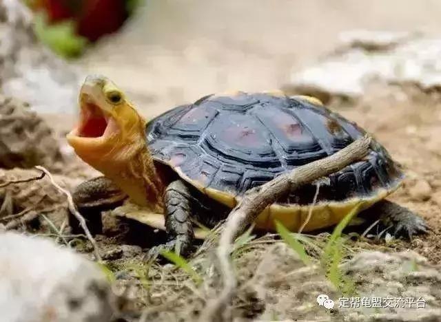 黄缘龟怎么养？
