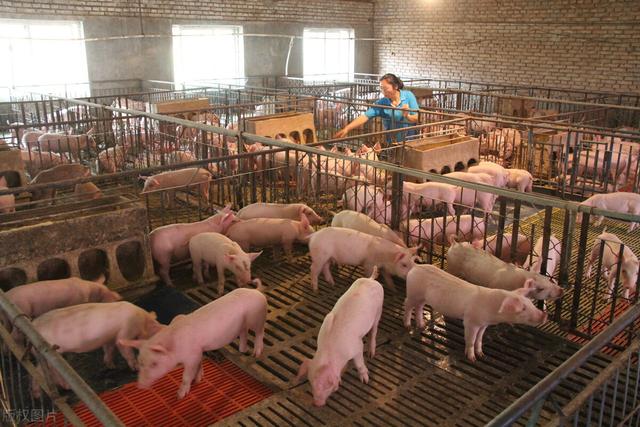 养猪补贴来了！每头猪苗补贴500元，最高3000元，猪价还要跌？