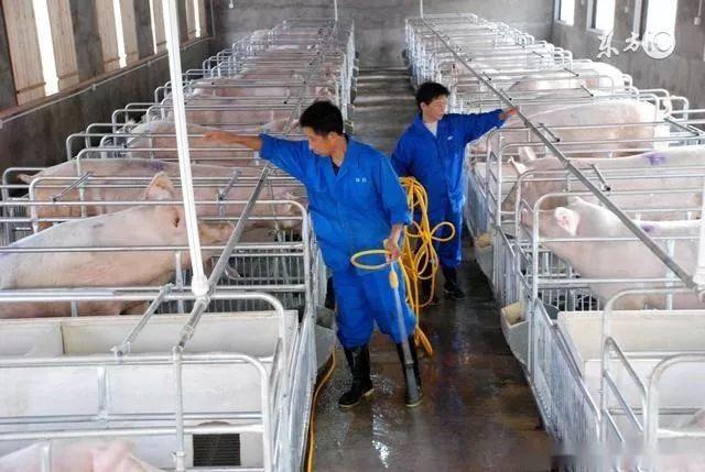 牧原养猪：1个饲养员养10000头猪、产值达2000万