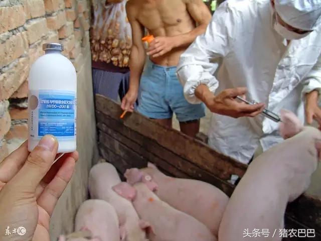 春季养猪场的管理方案，全国的养殖户们不妨看一下！