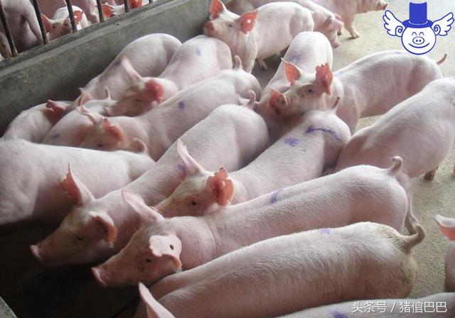 发达国家的养猪场为什么不用水冲排污法了？主要因为这四个原因！