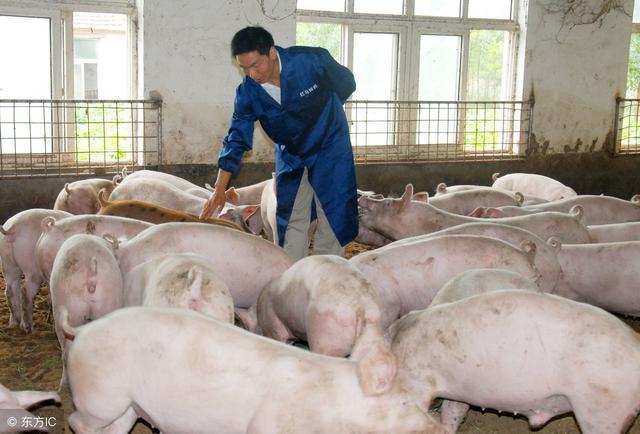 在农村想办个养猪场，大概饲养500头猪，准备100万够不够？