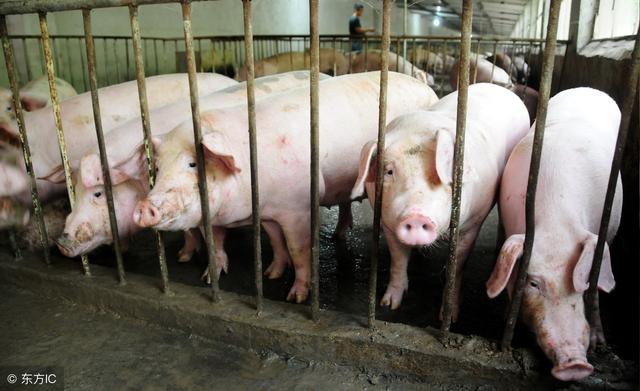 猪舍内湿度大，会导致腹泻和呼吸道疾病，养猪人知道怎么除湿吗？