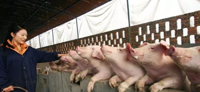 牧原养猪：1个饲养员养10000头猪、产值达2000万