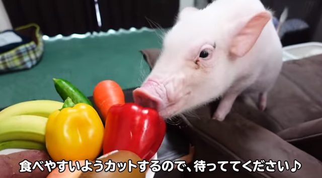网友崩溃！日本博主视频记录养猪100天，然后做成烤乳猪吃了