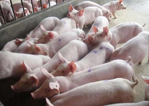 自制养猪速长剂，提高饲料利用率，降低养猪成本