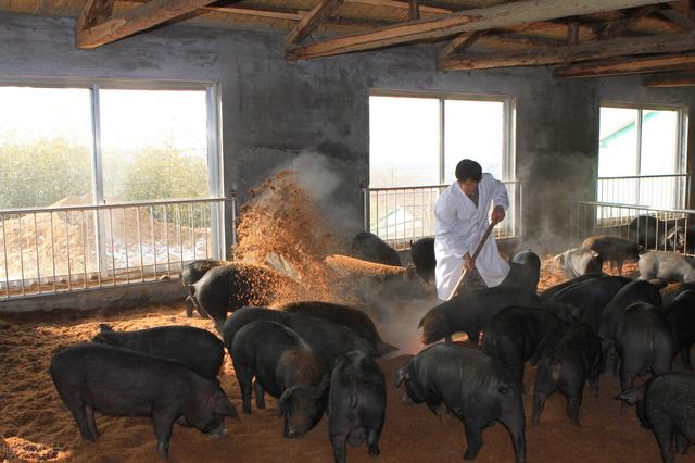 发酵床养猪，降低养殖成本同时也不用担心环保问题了