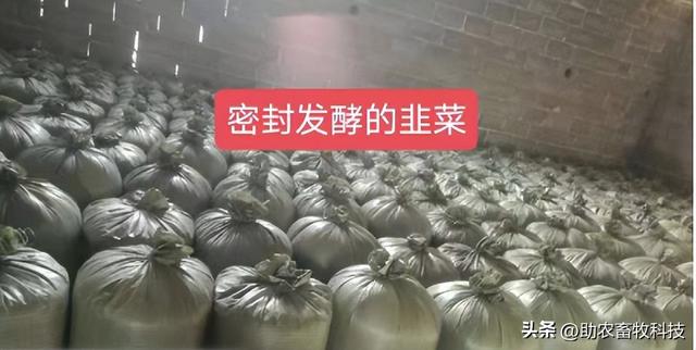 广东这个猪场采用益生菌发酵滞销韭菜喂猪，降本增效猪病少