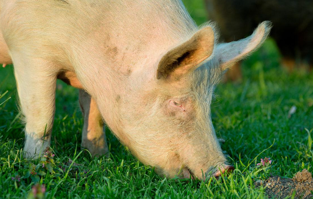 900头美国种猪乘专机落地武汉，花费一千万美金，每头2.3万