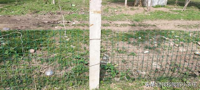 放养香猪防逃是关键，建造一个好围栏，小农庄分享4点实操经验