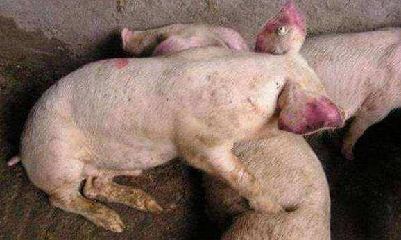猪病大全，20种猪场常见疾病的防治措施，收藏起来以备不时之需