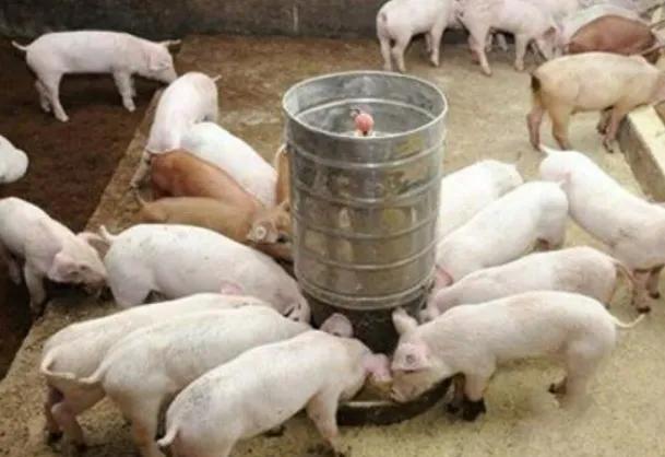 养猪不用审批了，新的畜牧法出台了，重大利好消息