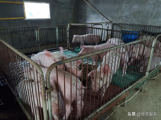 华亭市河西镇：群众瞄准养猪产业，脱贫奔富路