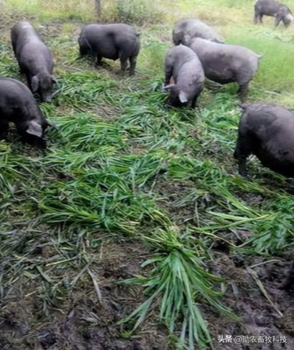 广东云浮市这个养猪新手猪场种植牧草养猪，肉质好得到大家的认可