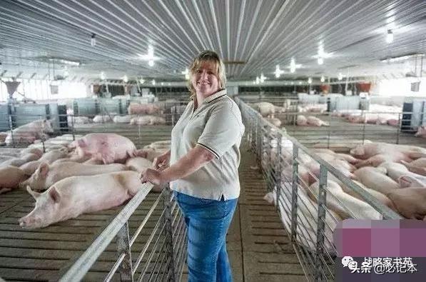 美国人到底是怎么养猪的？