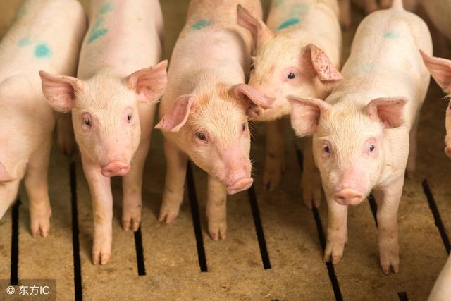 养猪要想有效预防猪病，养猪人做到这6点就够了！