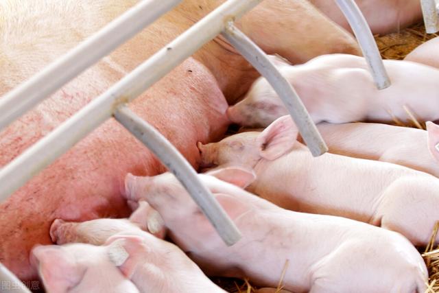 臭氧发生器杀灭非洲猪瘟病毒需要多少浓度？