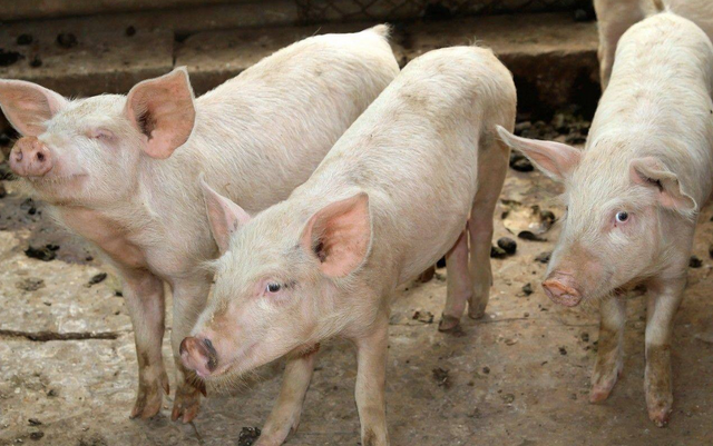 记住这四个养猪要点，帮你把猪养得更肥、长得更快