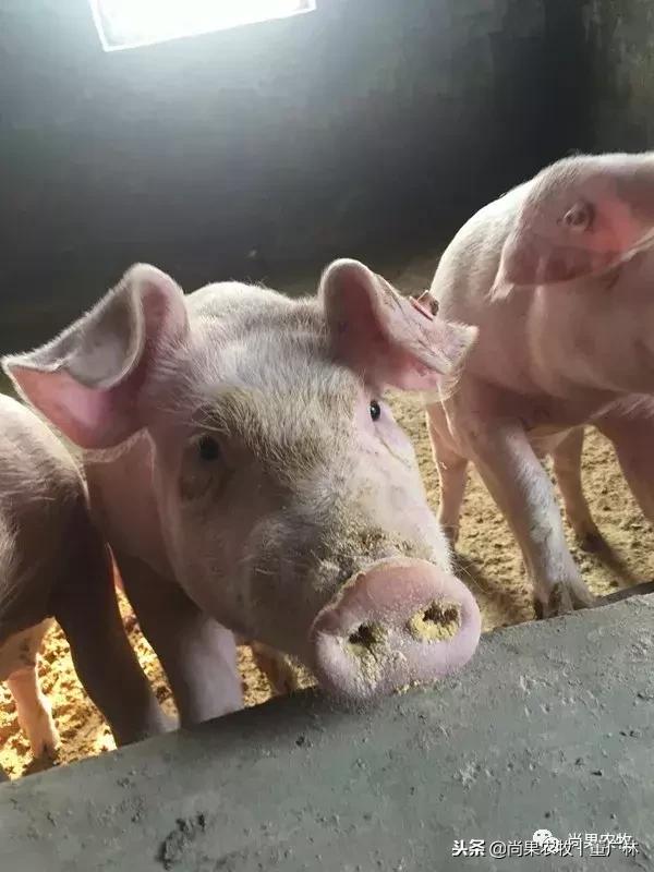 泰安宁阳这个能养300头母猪的猪场为什么现在只养130头母猪？
