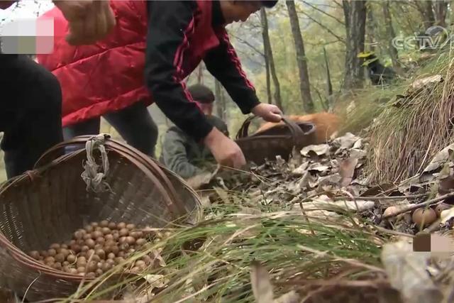 河南男子承包2000亩橡树林，如今靠橡果养猪，一年收入900多万