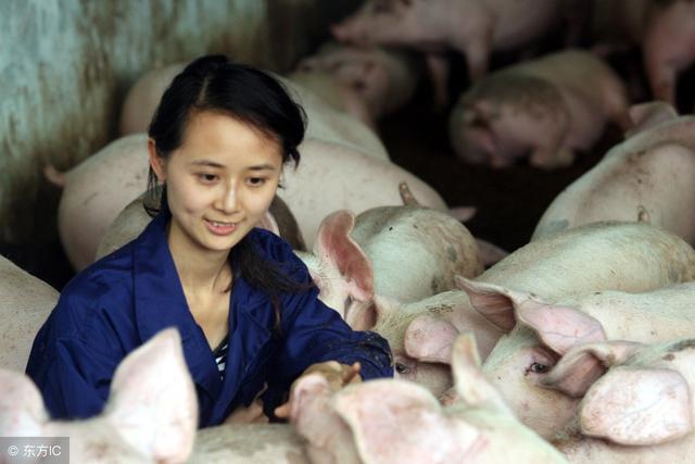 在农村想办个养猪场，大概饲养500头猪，准备100万够不够？