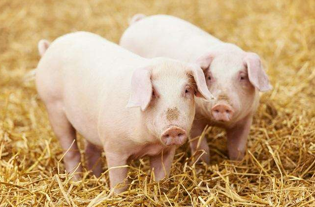 记住这四个养猪要点，帮你把猪养得更肥、长得更快