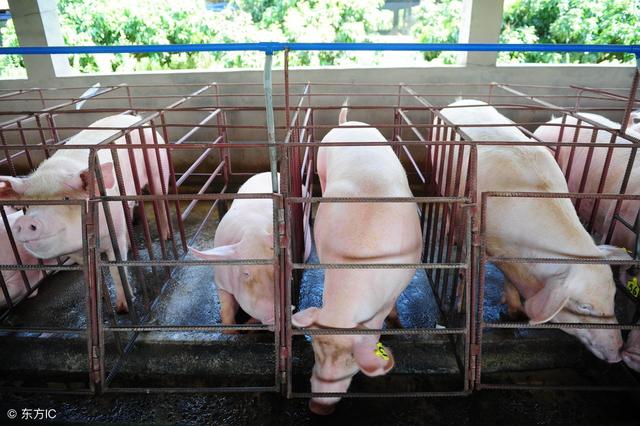 研究表明益生菌可能无效，难道养猪使用益生菌剂是个骗局？