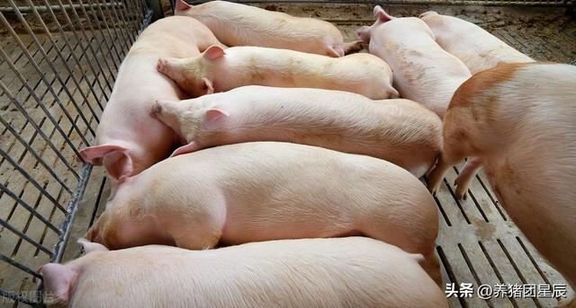 在农村养50头猪，如何实现利益最大化？