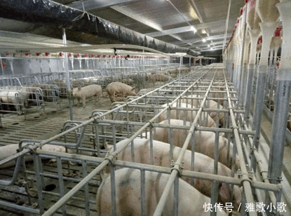 中国最大的两家养猪巨头：一南一北市值近4千亿，一天卖出10万头