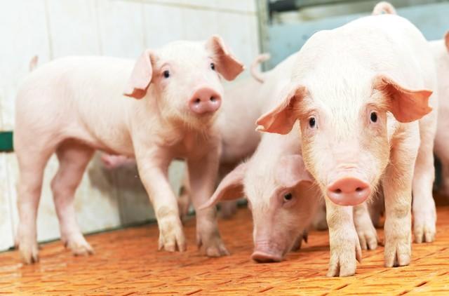 加盟温氏集团养猪具备什么样条件，养猪500头能赚多少钱？