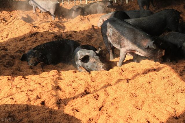 发酵床养猪养鸡，菌种可以自己这样采集、扩繁和制作