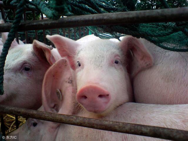 养猪人家里常备的3种药，危机时刻能够救猪一命
