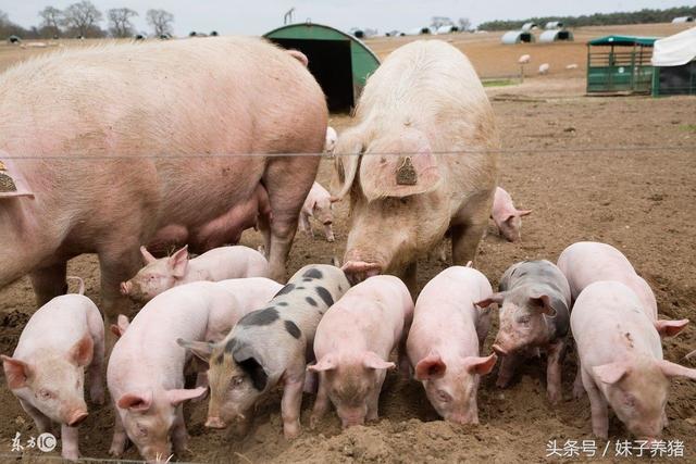 鱼腥草在猪场中的妙用，养猪人少花钱办大事