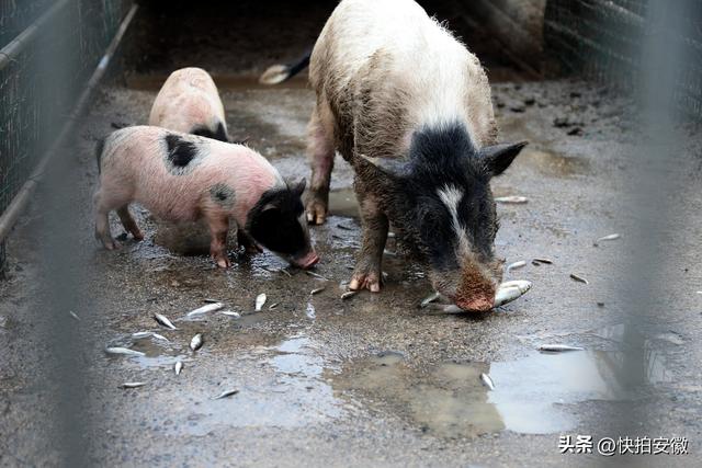 养猪场的猪大如山老鼠，喂2年才长到50斤，说出猪的品种众人笑了