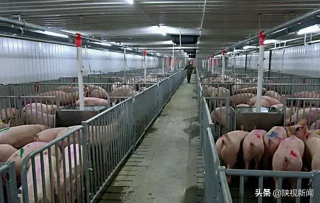 汉中将建总投资20亿元的生猪养殖产业基地   计划年出栏生猪100万头