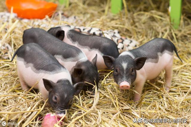 香猪是什么品种？养殖香猪应具备哪些条件？